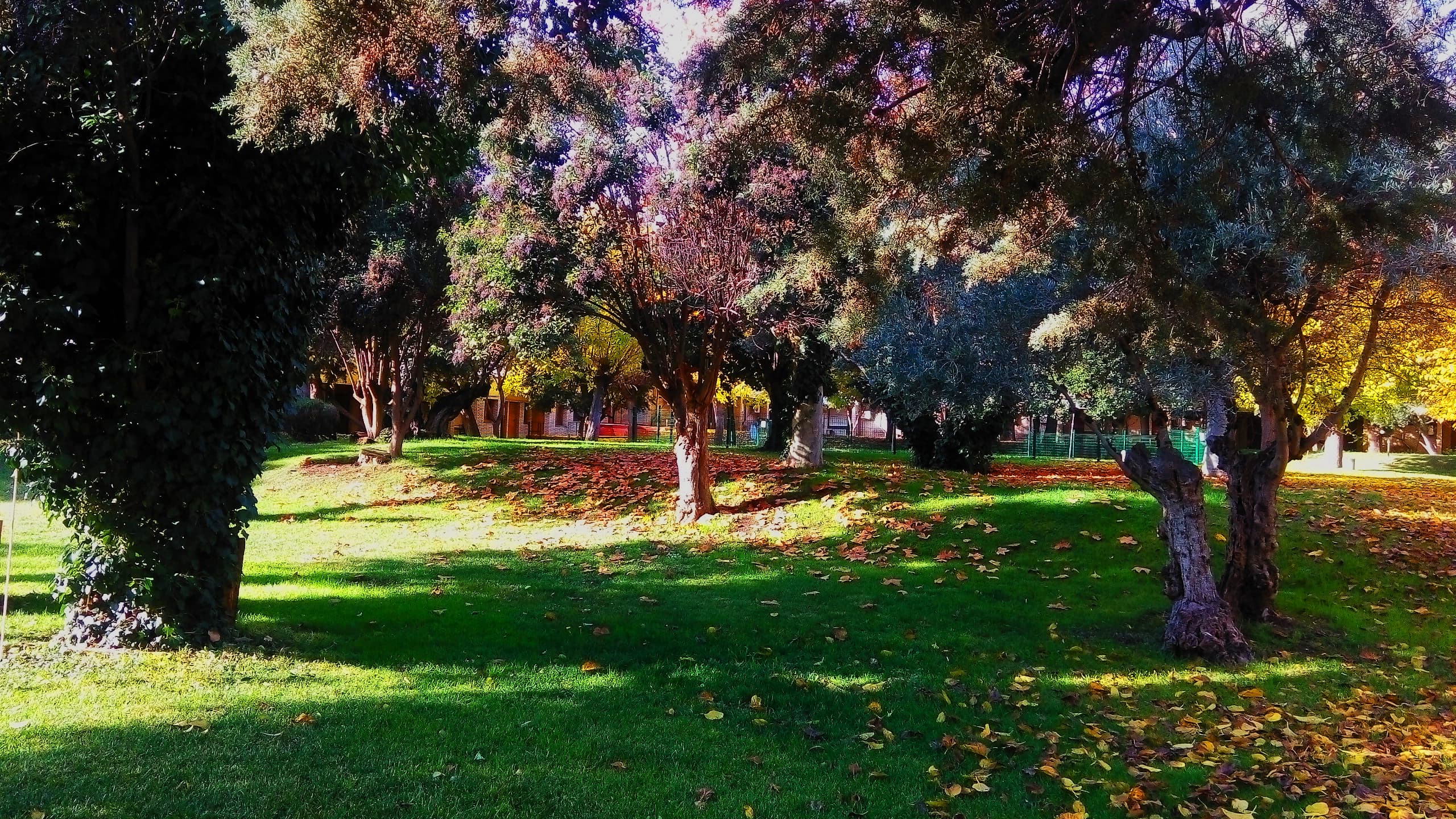 Hotel Los Olivos